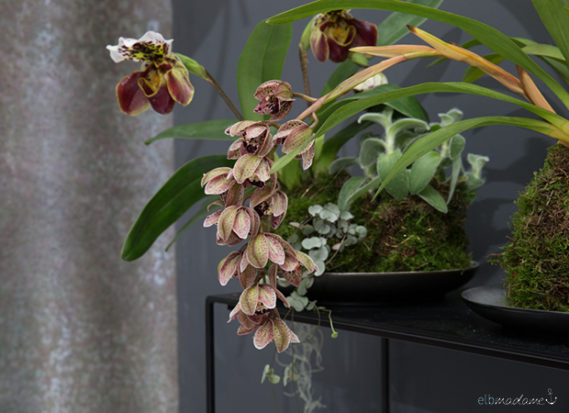Orchideen DIY Dekoration