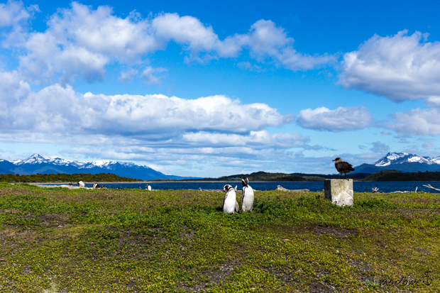Ushuaia Estancia Haberton Pinguine Piratours