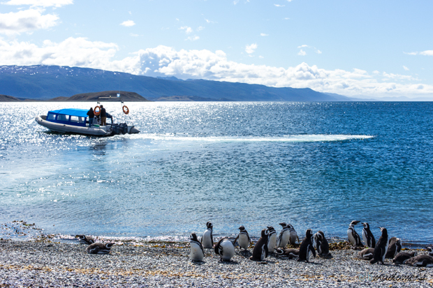 Ushuaia Estancia Haberton Pinguine Piratours
